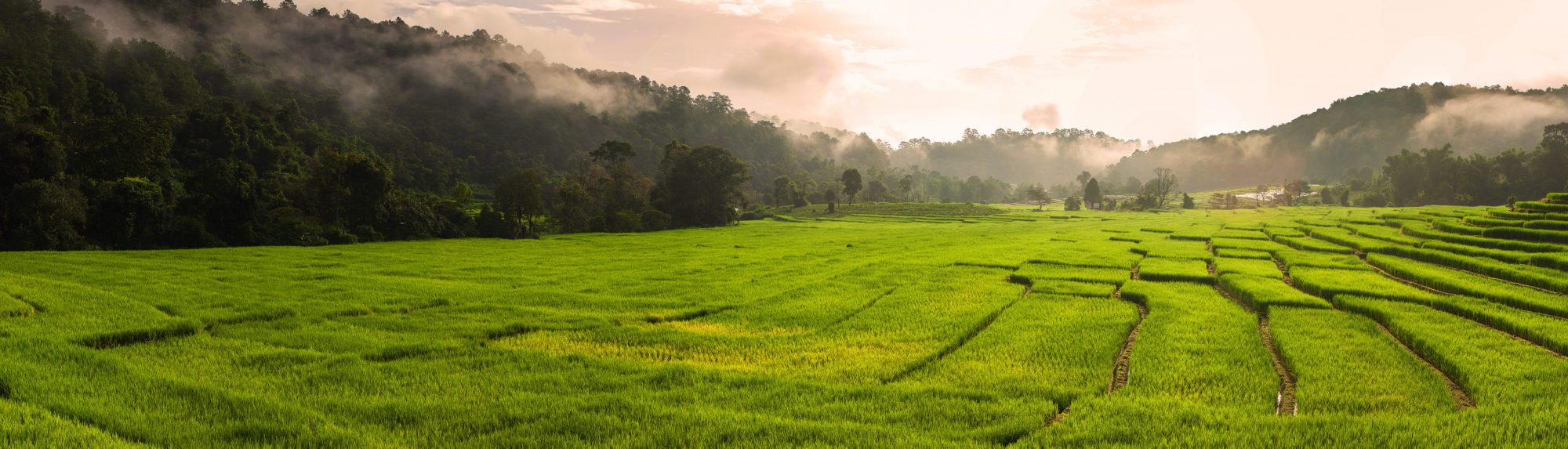 Thai rice field