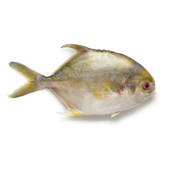 STAR PRIDE Pomfret Gold w/r 400/600G