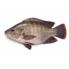STAR PRIDE Tilapia g/d 600/800G IWP
